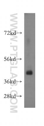 SPATA22 Antibody in Western Blot (WB)