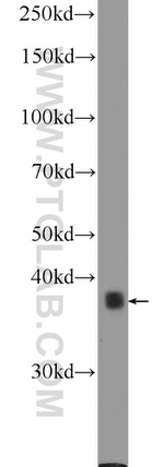 SPATA22 Antibody in Western Blot (WB)