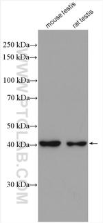 ACTRT2 Antibody in Western Blot (WB)