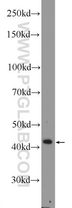 ACTRT2 Antibody in Western Blot (WB)