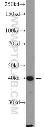 ACTRT2 Antibody in Western Blot (WB)