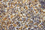 UFSP2 Antibody in Immunohistochemistry (Paraffin) (IHC (P))