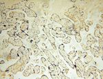 UFSP2 Antibody in Immunohistochemistry (Paraffin) (IHC (P))