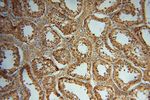 UFSP2 Antibody in Immunohistochemistry (Paraffin) (IHC (P))