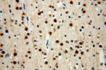 UFSP2 Antibody in Immunohistochemistry (Paraffin) (IHC (P))