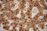 UFSP2 Antibody in Immunohistochemistry (Paraffin) (IHC (P))