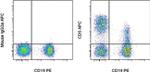 CD5 Antibody in Flow Cytometry (Flow)