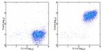 CD10 Antibody in Flow Cytometry (Flow)