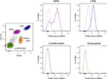 CD36 Antibody