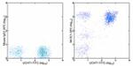 CD43 Antibody in Flow Cytometry (Flow)