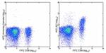 CD103 (Integrin alpha E) Antibody in Flow Cytometry (Flow)