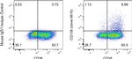 CD138 (Syndecan-1) Antibody