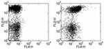 CD150 Antibody in Flow Cytometry (Flow)