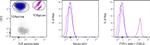 TCR V delta 1 Antibody