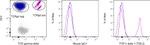 TCR V delta 1 Antibody