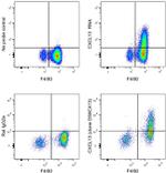 CXCL13 Antibody