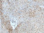 CD14 Antibody in Immunohistochemistry (Paraffin) (IHC (P))