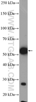 CD14 Antibody in Western Blot (WB)