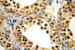 TBC1D23 Antibody in Immunohistochemistry (Paraffin) (IHC (P))