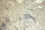 TBC1D23 Antibody in Immunohistochemistry (Paraffin) (IHC (P))