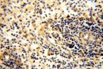 TBC1D23 Antibody in Immunohistochemistry (Paraffin) (IHC (P))