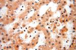 TBC1D23 Antibody in Immunohistochemistry (Paraffin) (IHC (P))