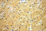 HPD Antibody in Immunohistochemistry (Paraffin) (IHC (P))