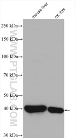 HPD Antibody in Western Blot (WB)