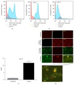 CD8a Antibody in Flow Cytometry (Flow)