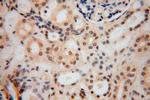 UCKL1 Antibody in Immunohistochemistry (Paraffin) (IHC (P))