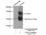 UCKL1 Antibody in Immunoprecipitation (IP)