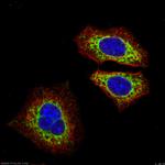 MRPS15 Antibody in Immunocytochemistry (ICC/IF)