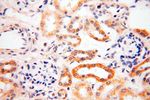 MRPS15 Antibody in Immunohistochemistry (Paraffin) (IHC (P))