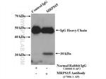 MRPS15 Antibody in Immunoprecipitation (IP)