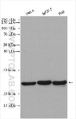 MRPS15 Antibody in Western Blot (WB)