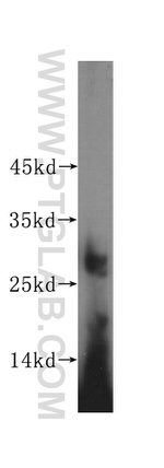 MRPS15 Antibody in Western Blot (WB)