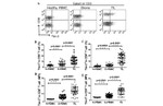 CD3 Antibody in Flow Cytometry (Flow)