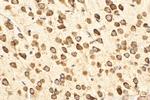 RPL10 Antibody in Immunohistochemistry (Paraffin) (IHC (P))