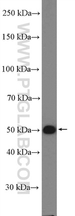 PPM1F Antibody in Western Blot (WB)