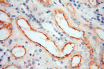 GPR132 Antibody in Immunohistochemistry (Paraffin) (IHC (P))