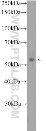 GPR132 Antibody in Western Blot (WB)