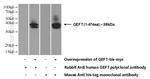 GEFT Antibody in Western Blot (WB)