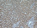 MUT Antibody in Immunohistochemistry (Paraffin) (IHC (P))