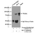 MUT Antibody in Immunoprecipitation (IP)