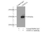 CHAF1A Antibody in Immunoprecipitation (IP)