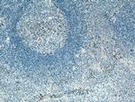 CXCL8/IL-8 Antibody in Immunohistochemistry (Paraffin) (IHC (P))