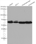 METAP2 Antibody in Western Blot (WB)