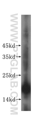 MRPS11 Antibody in Western Blot (WB)