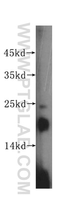 MRPS11 Antibody in Western Blot (WB)