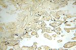 ROGDI Antibody in Immunohistochemistry (Paraffin) (IHC (P))